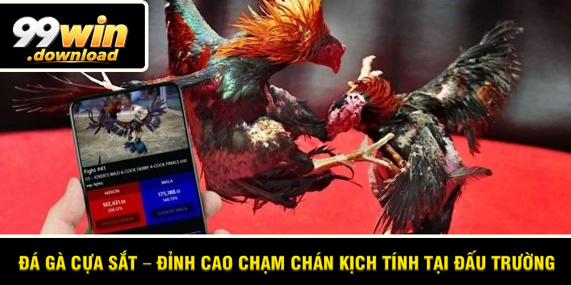 Đá Gà Cựa Sắt – Đỉnh Cao Chạm Chán Kịch Tính Tại Đấu Trường